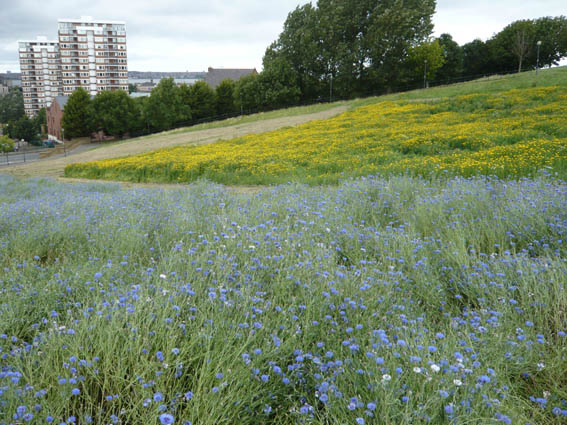 Working the Land: Art, Landscape and the Everton Meadows